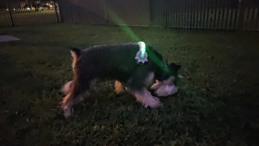 Can the K-9ite Safety Light LED Belt Help Keep My Dog Safe?